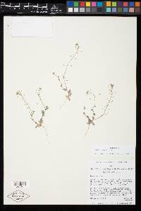 Draba nemorosa image