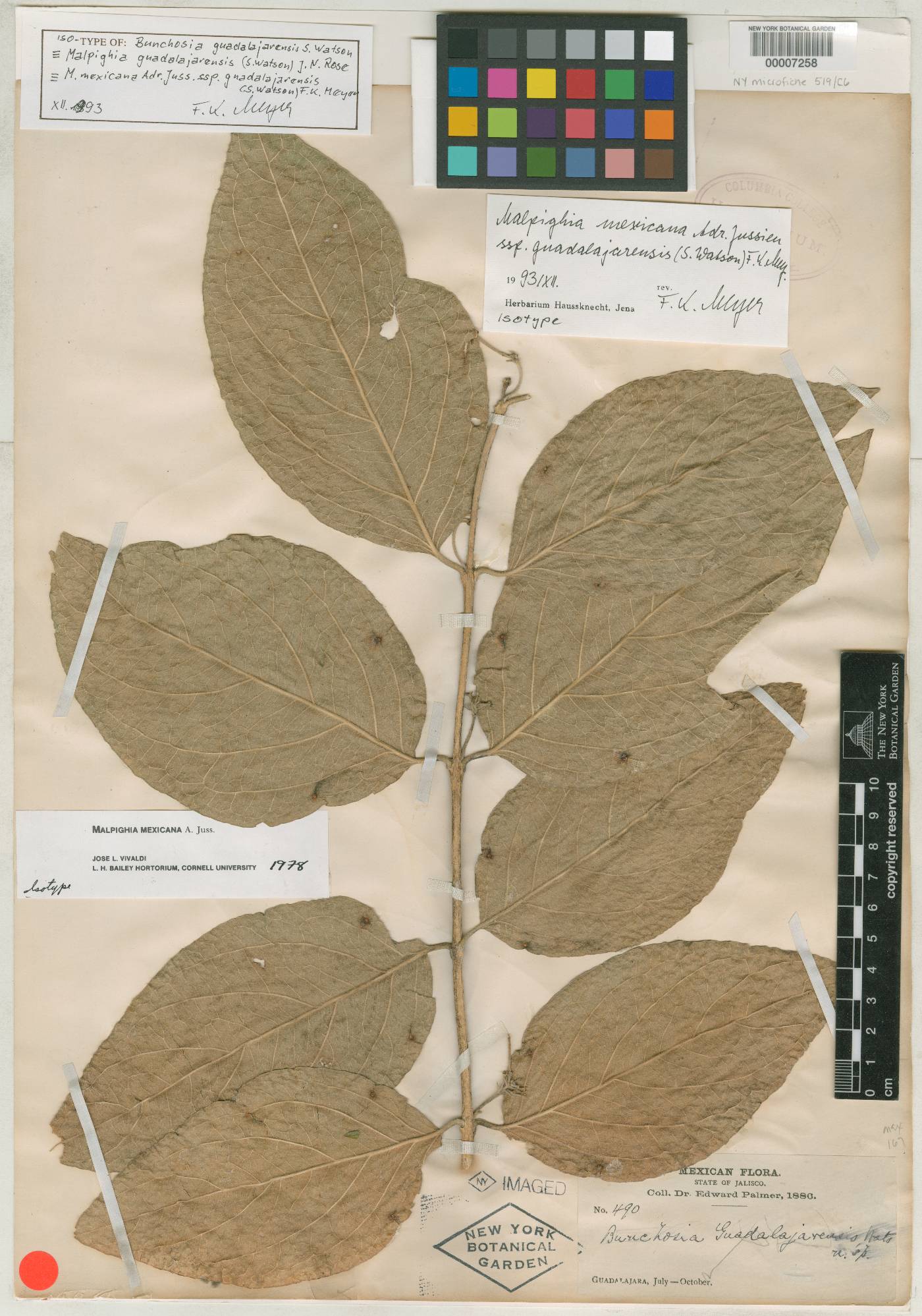 Malpighia mexicana subsp. guadalajarensis image