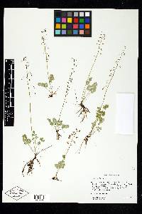 Thalictrum alpinum image