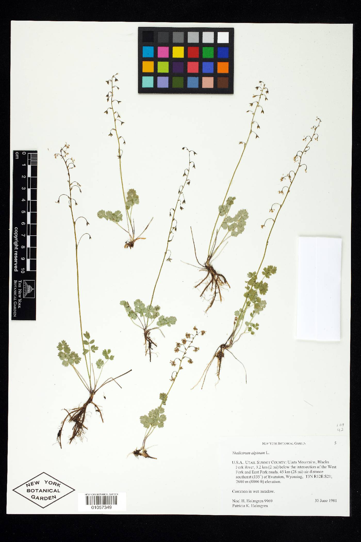 Thalictrum alpinum image