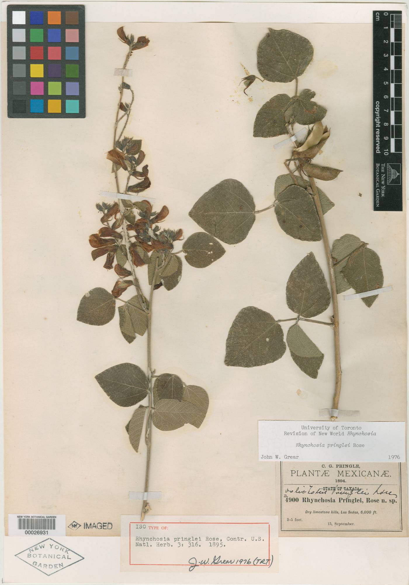 Rhynchosia pringlei image