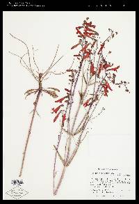 Penstemon barbatus subsp. torreyi image