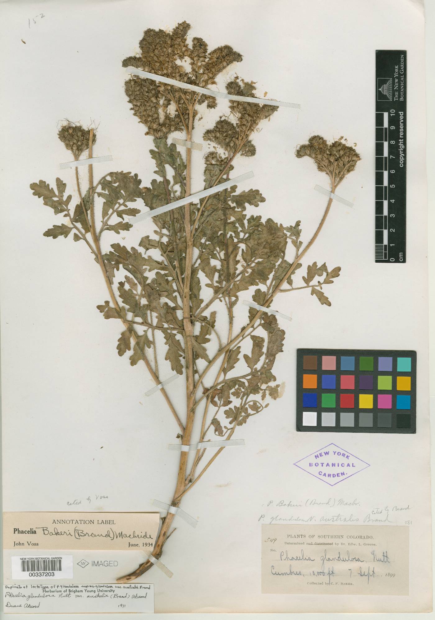 Phacelia glandulosa var. australis image