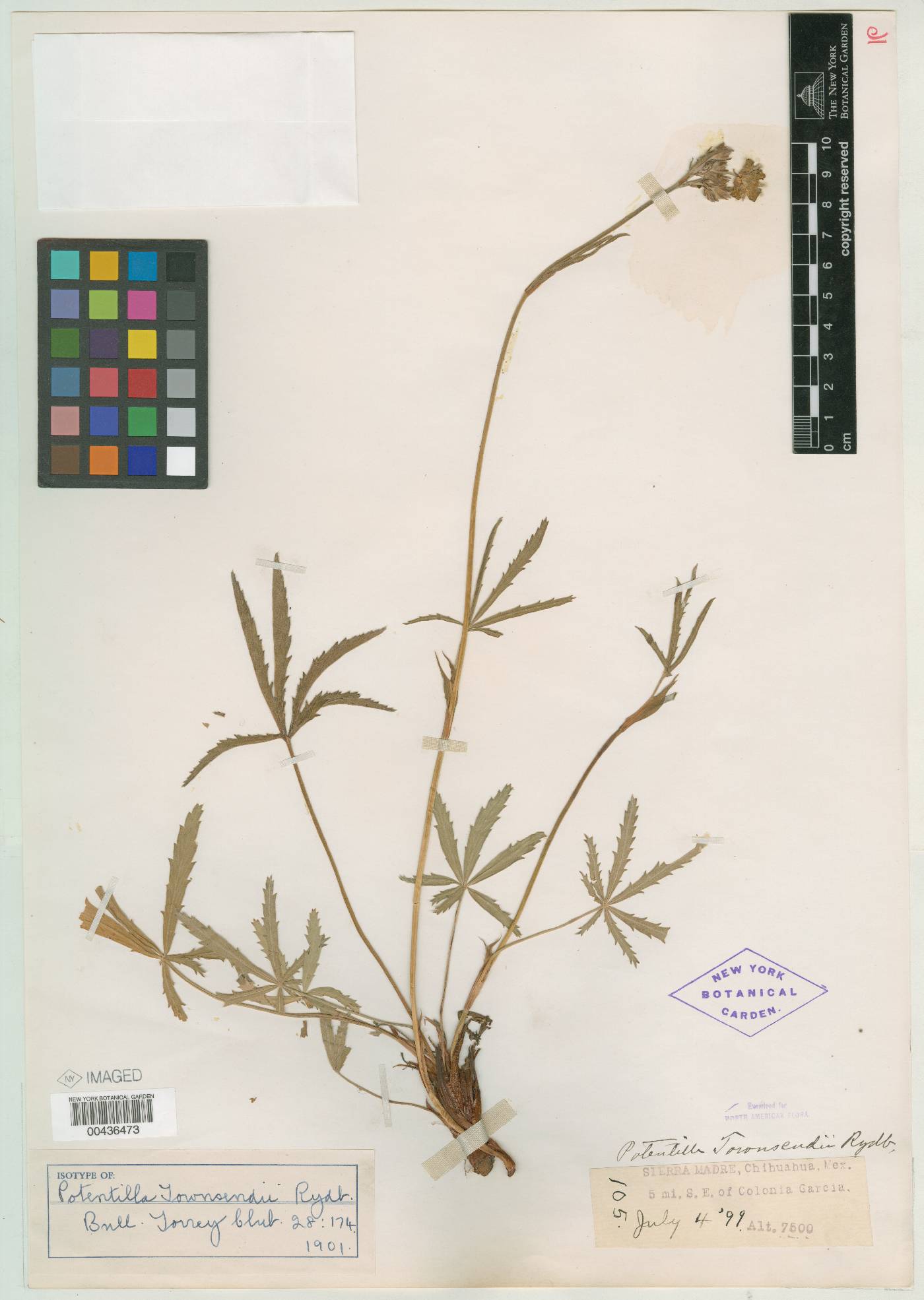 Potentilla townsendii image