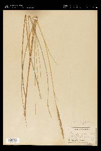 Spartina patens image