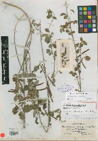 Coursetia caribaea var. trifoliolata image
