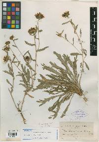 Grindelia subincisa image