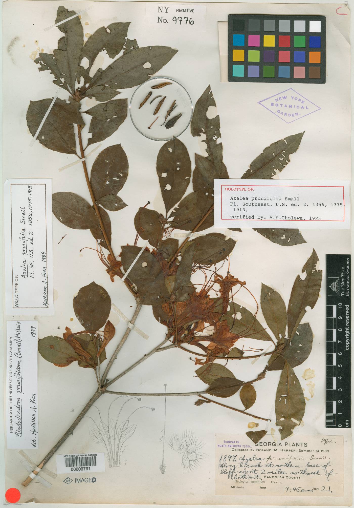 Azalea prunifolia image