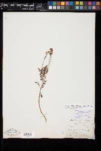 Astragalus robbinsii var. robbinsii image