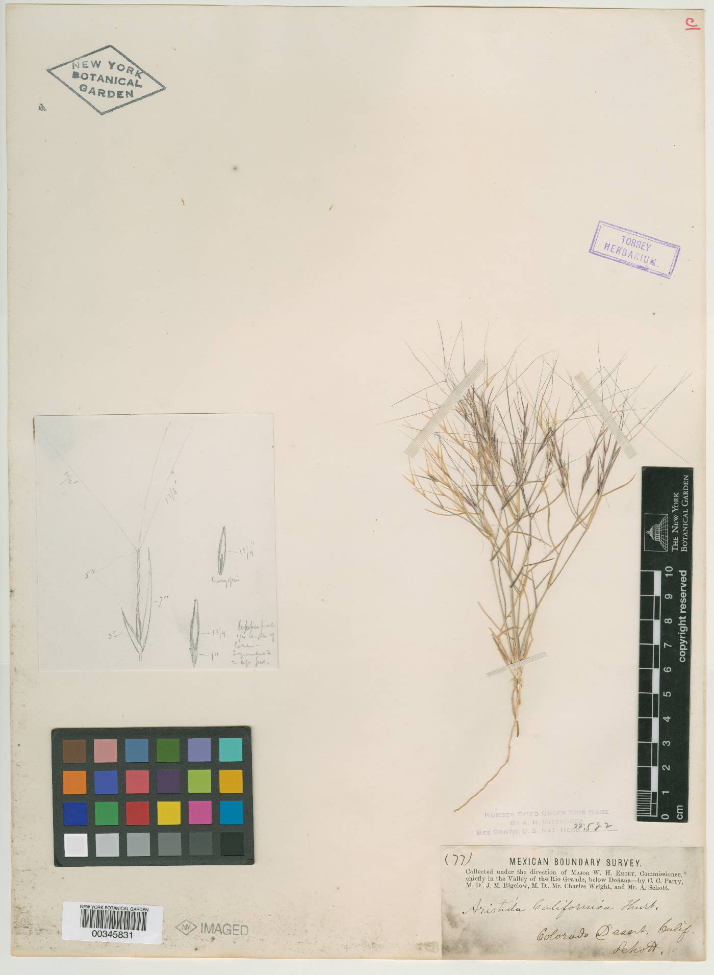 Aristida californica image