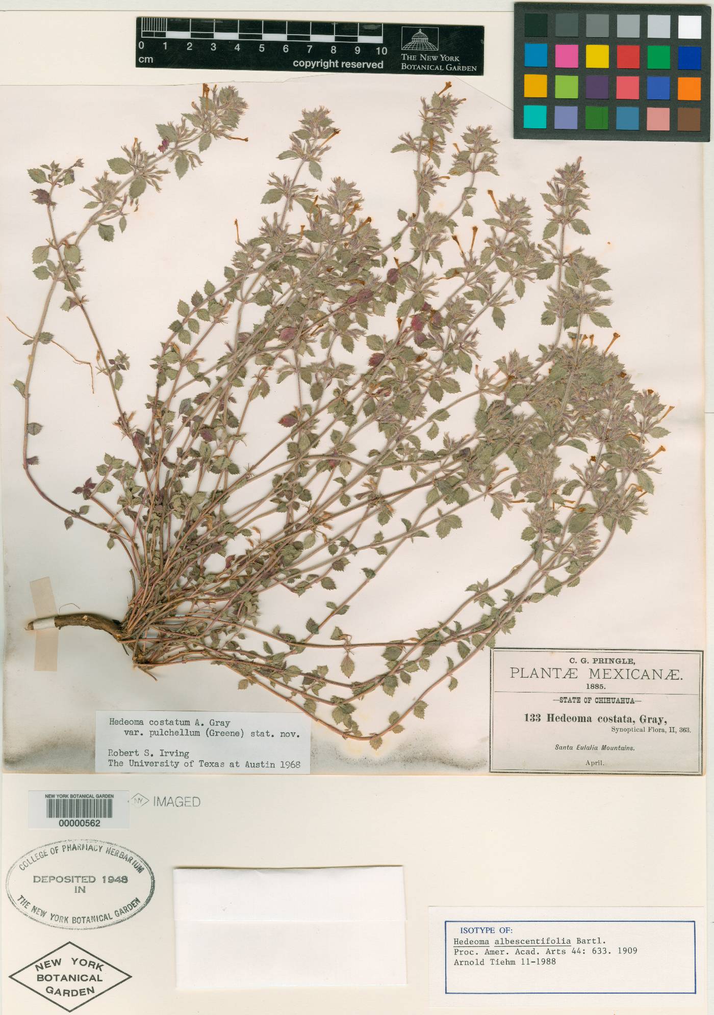 Hedeoma albescentifolia image