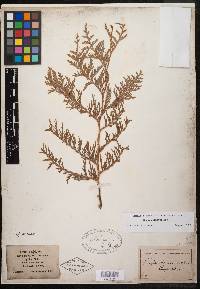 Thuja occidentalis image