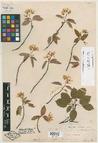 Amelanchier laevis image