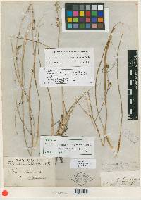 Echeandia terniflora image