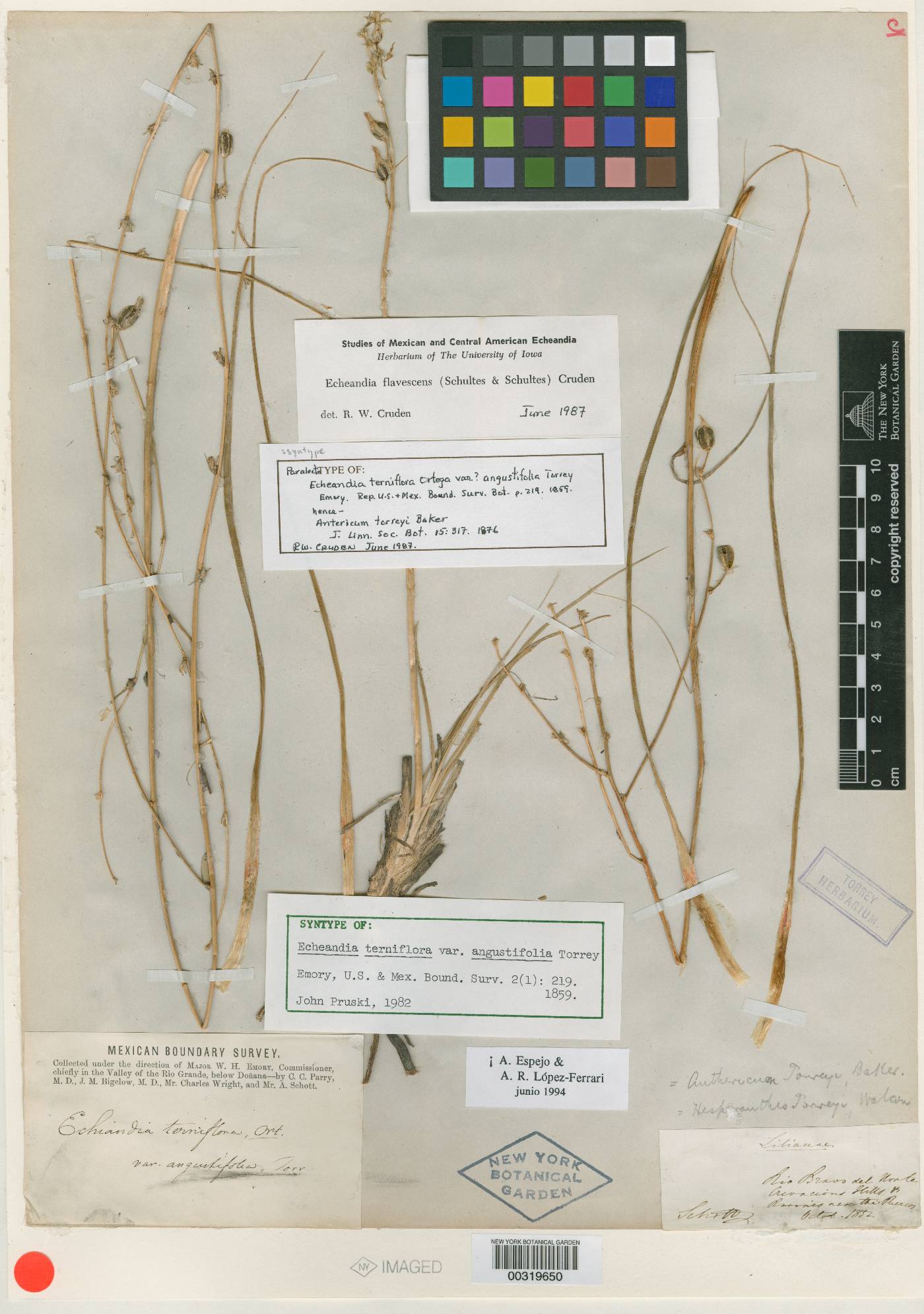 Echeandia terniflora image