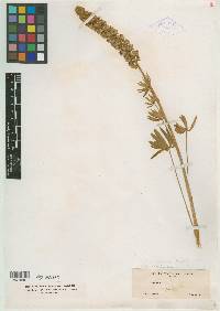 Lupinus canescens image