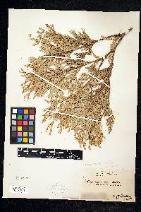 Thuja occidentalis image