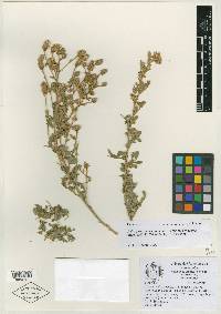 Dalea pseudocorymbosa image