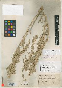 Atriplex pabularis image