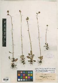 Saxifraga bracteosa var. micropetala image