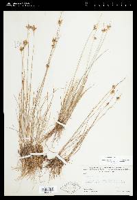 Juncus confusus image