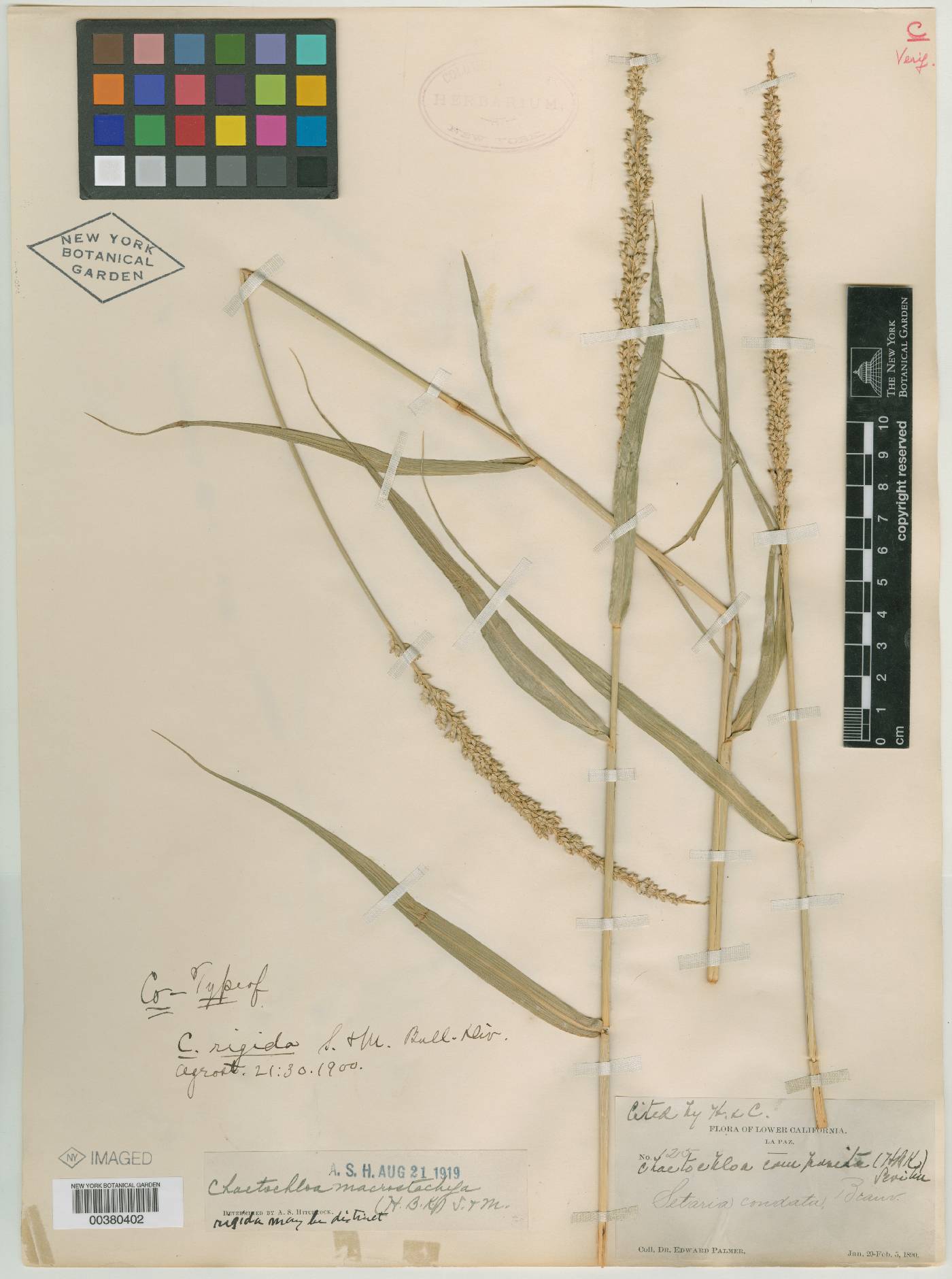 Chaetochloa rigida image