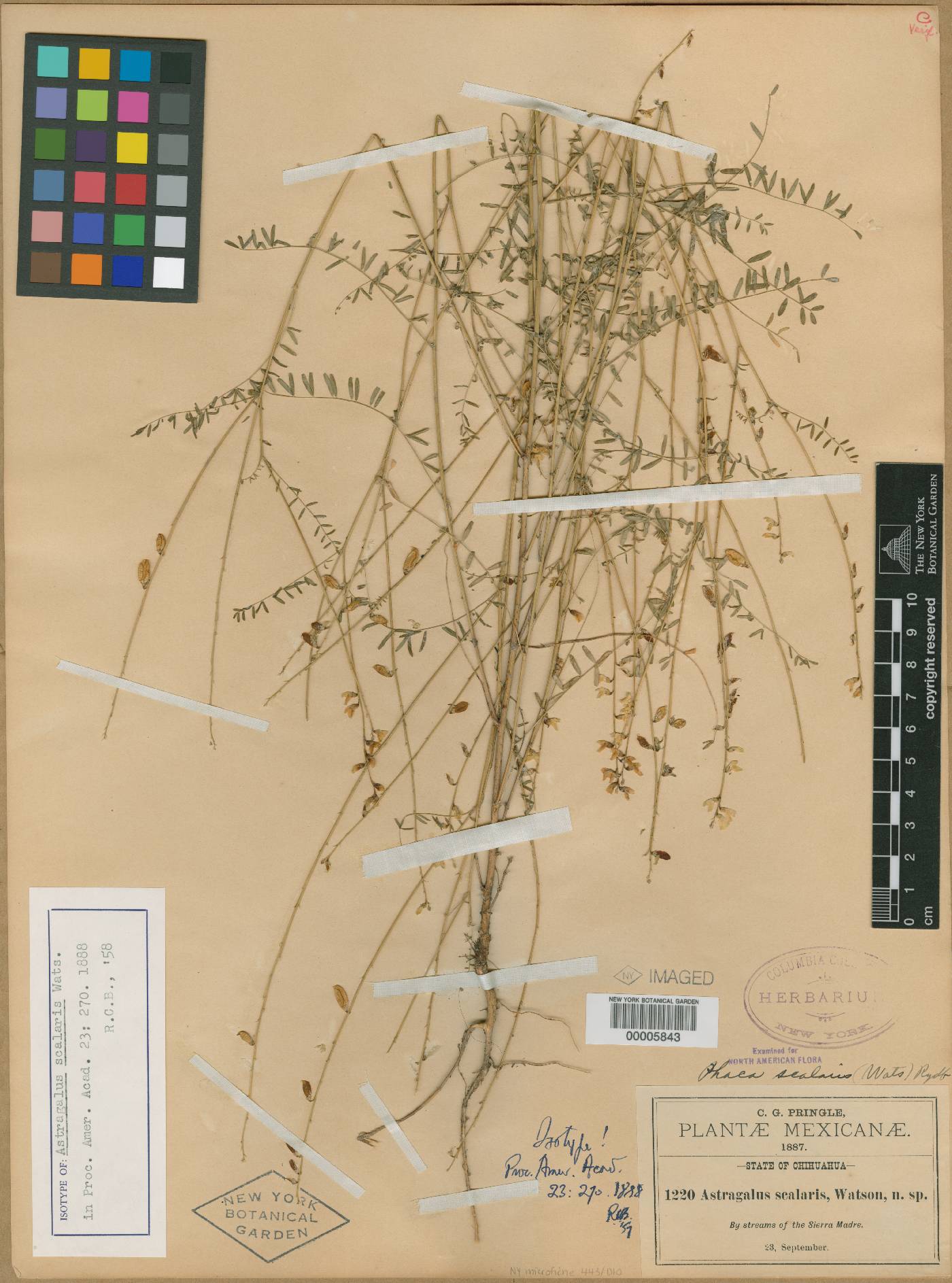 Astragalus scalaris image