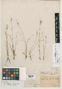 Sisyrinchium capillare image