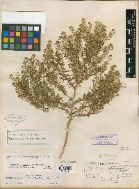 Lepidium ramosissimum image