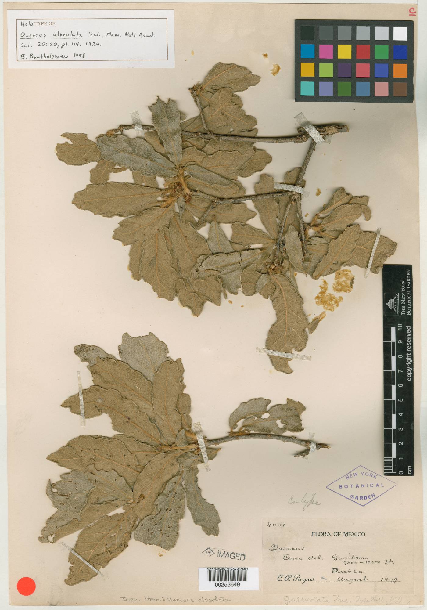 Quercus alveolata image