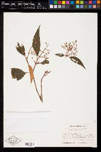 Miconia fulvostellata image
