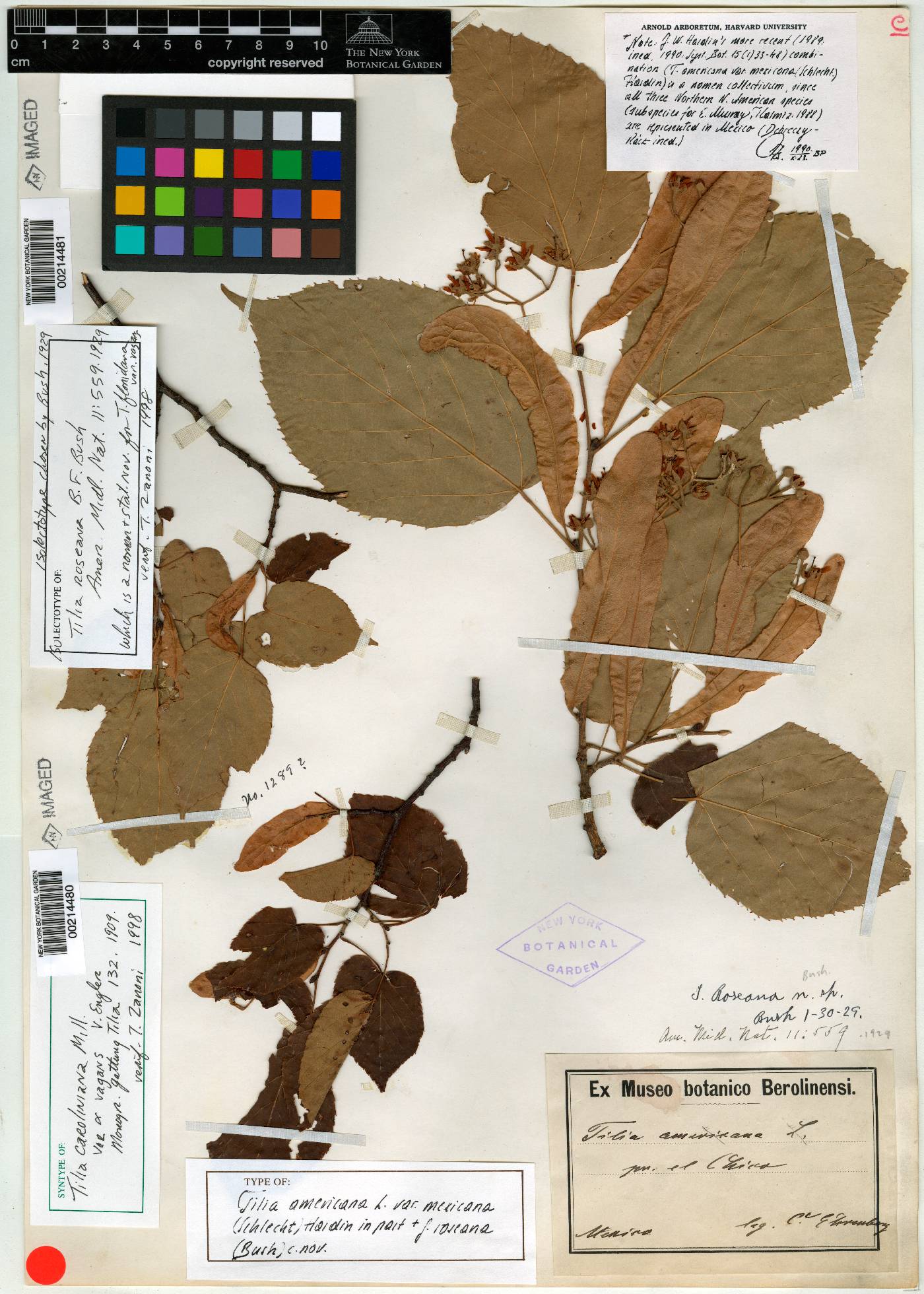 Tilia roseana image