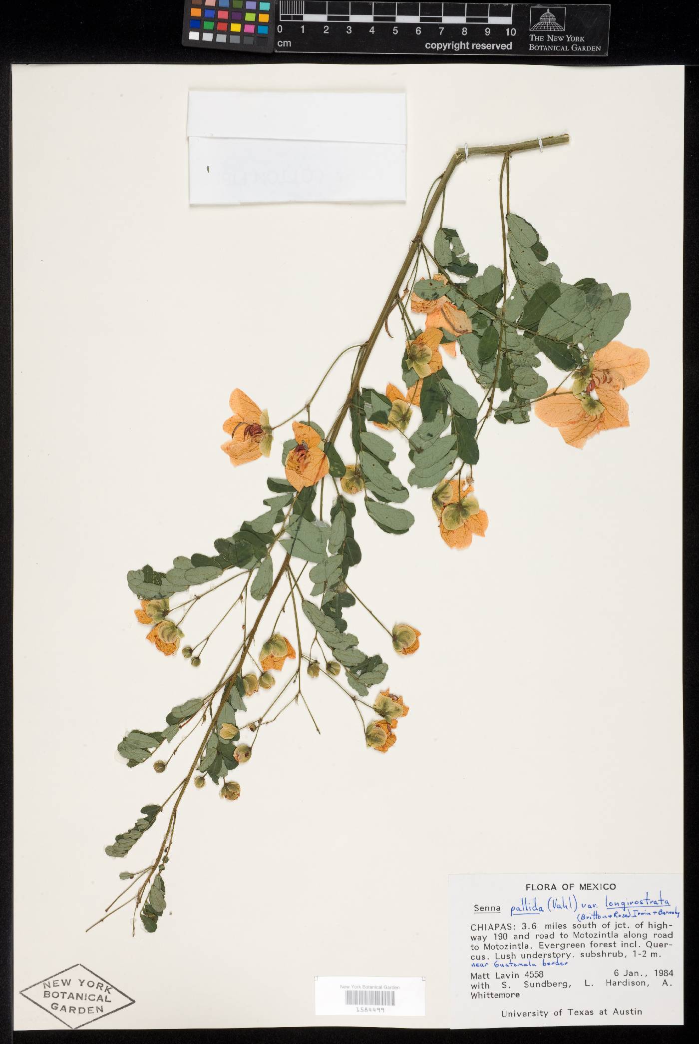 Senna pallida var. longirostrata image