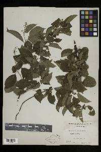 Celastrus scandens image