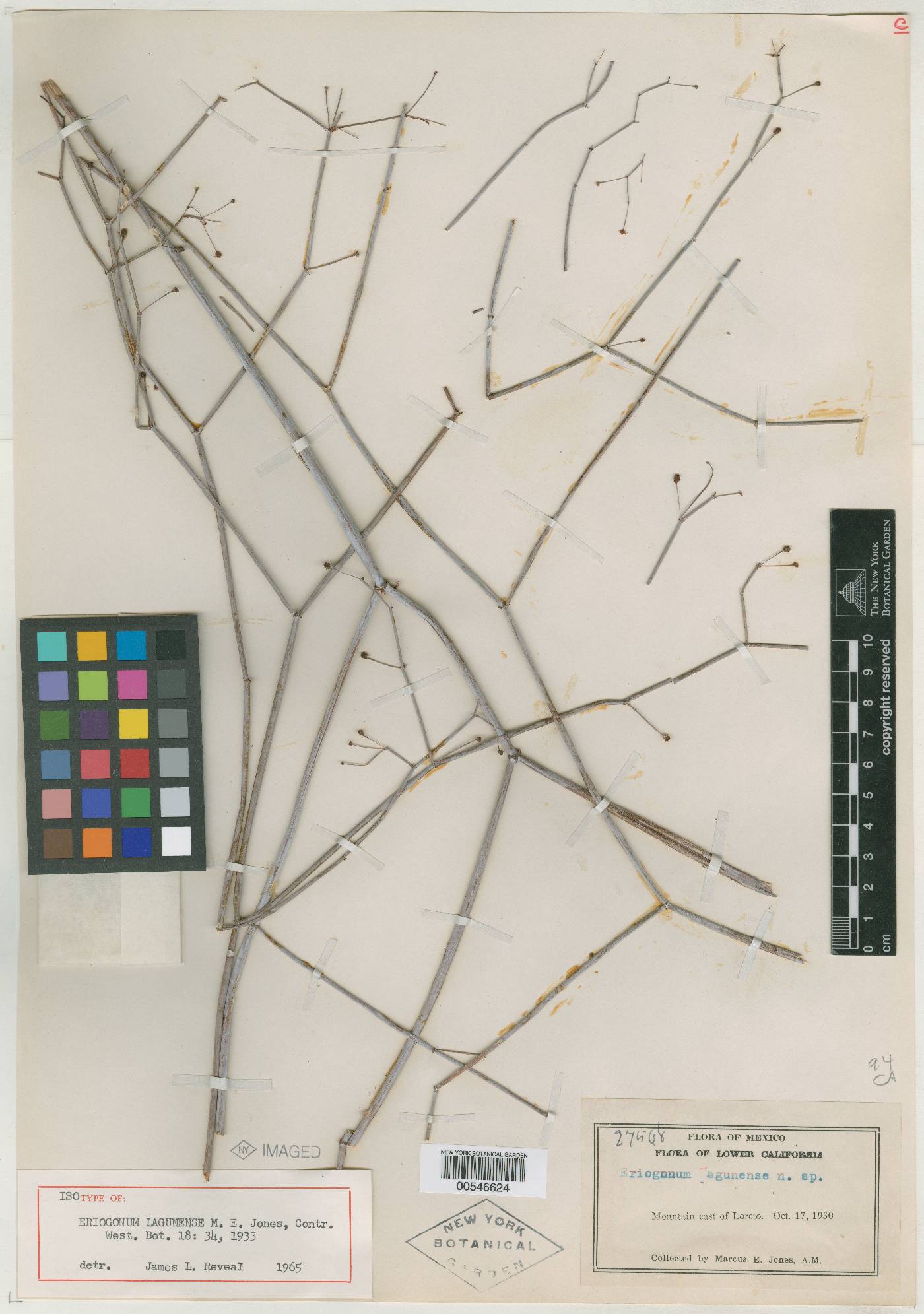 Eriogonum lagunense image