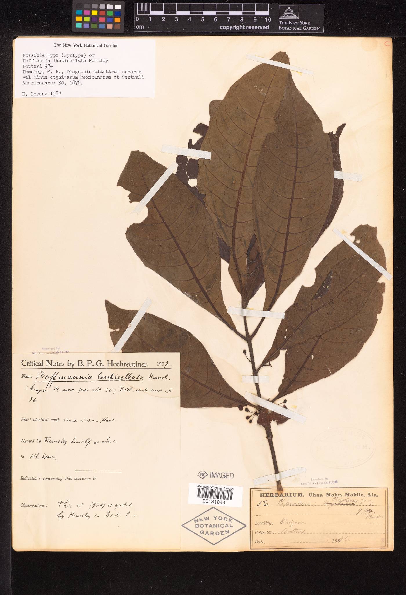 Hoffmannia nicotianifolia image