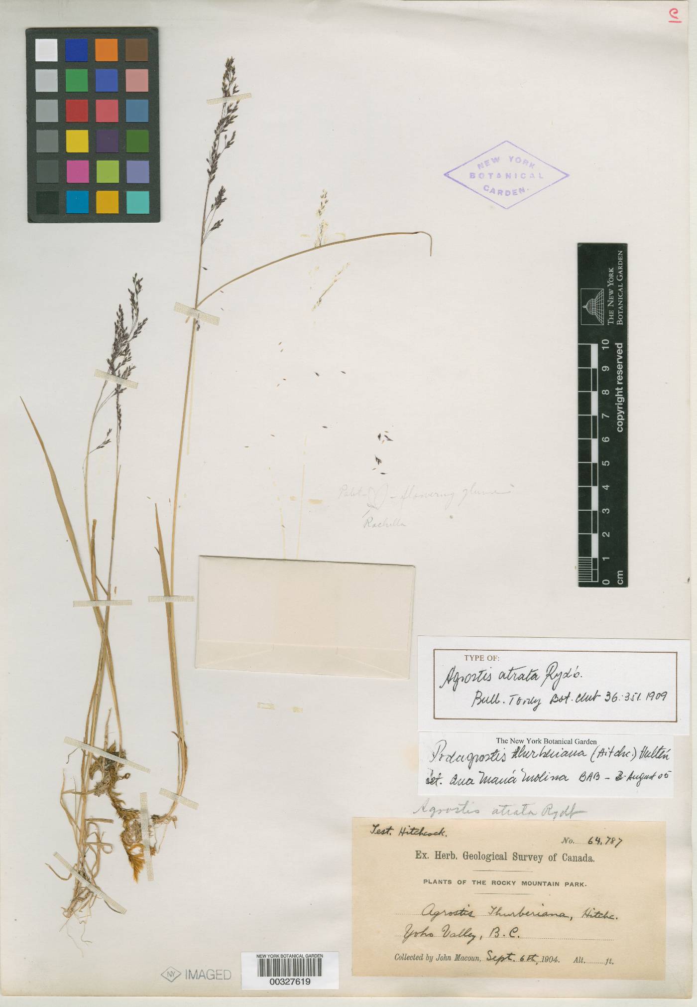 Agrostis thurberiana image