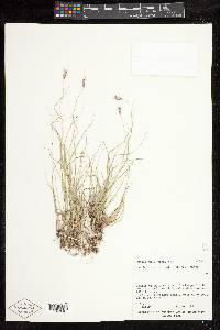 Danthonia unispicata image