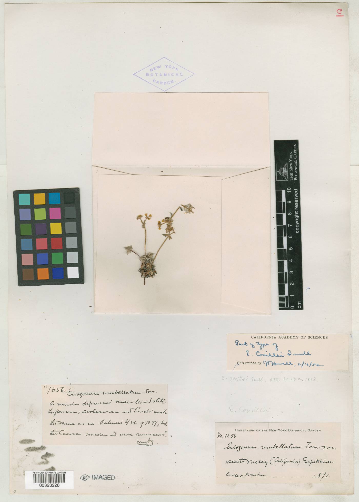 Eriogonum covillei image