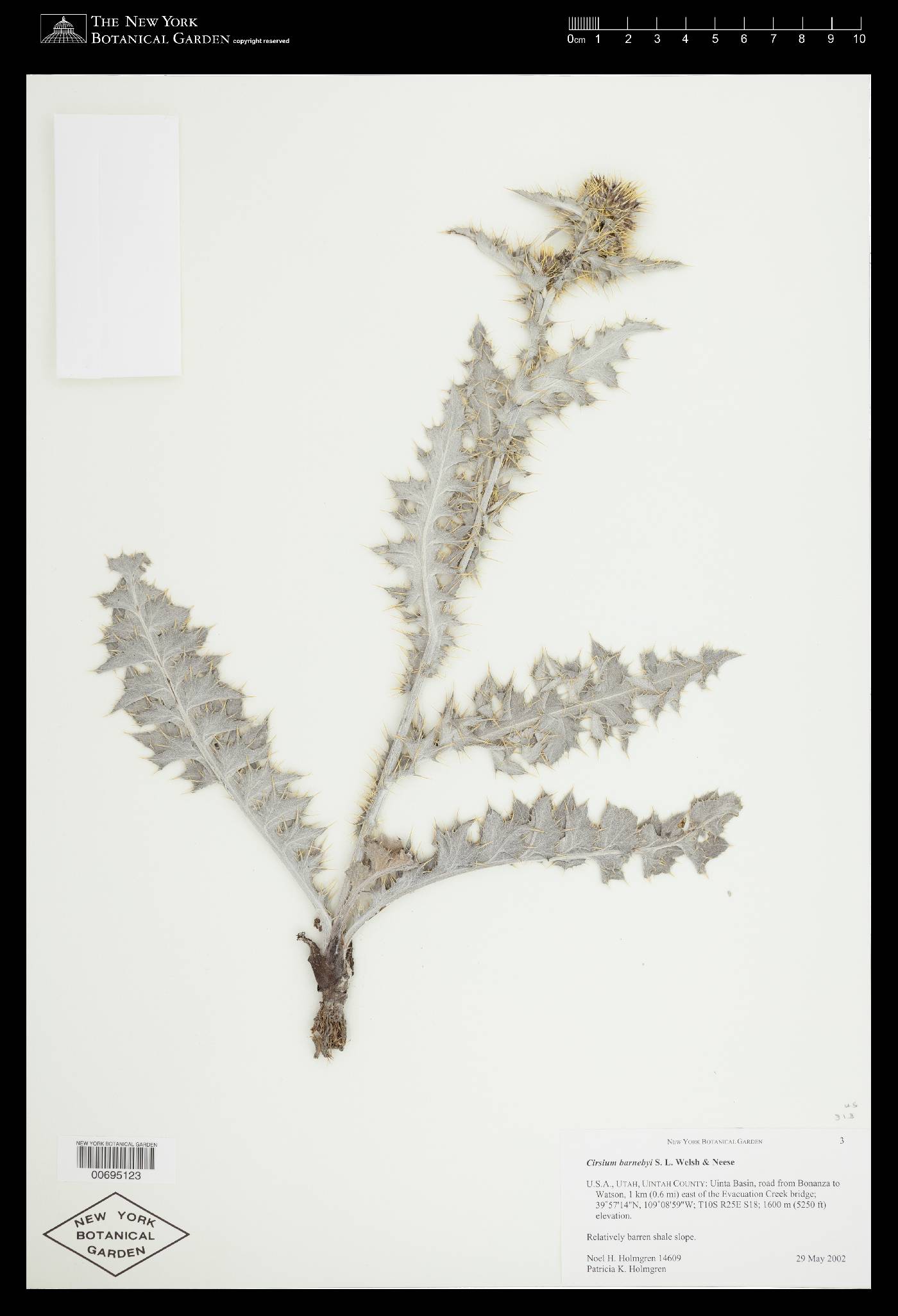 Cirsium barnebyi image