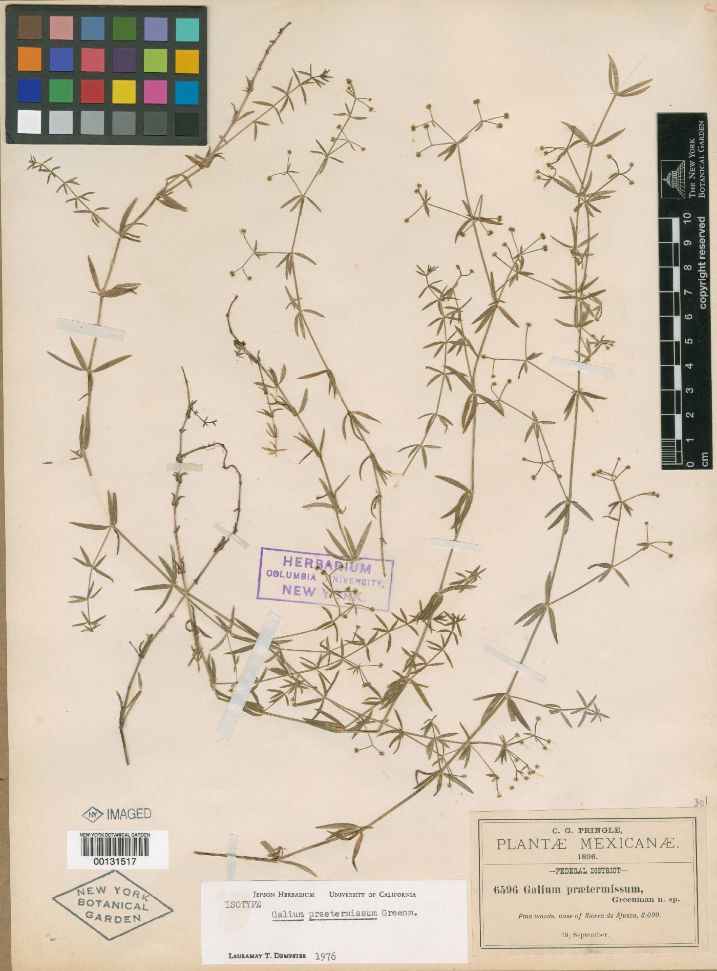 Galium praetermissum image