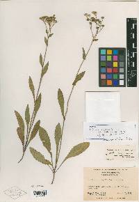 Parthenium integrifolium image