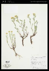 Xanthisma grindelioides var. depressum image