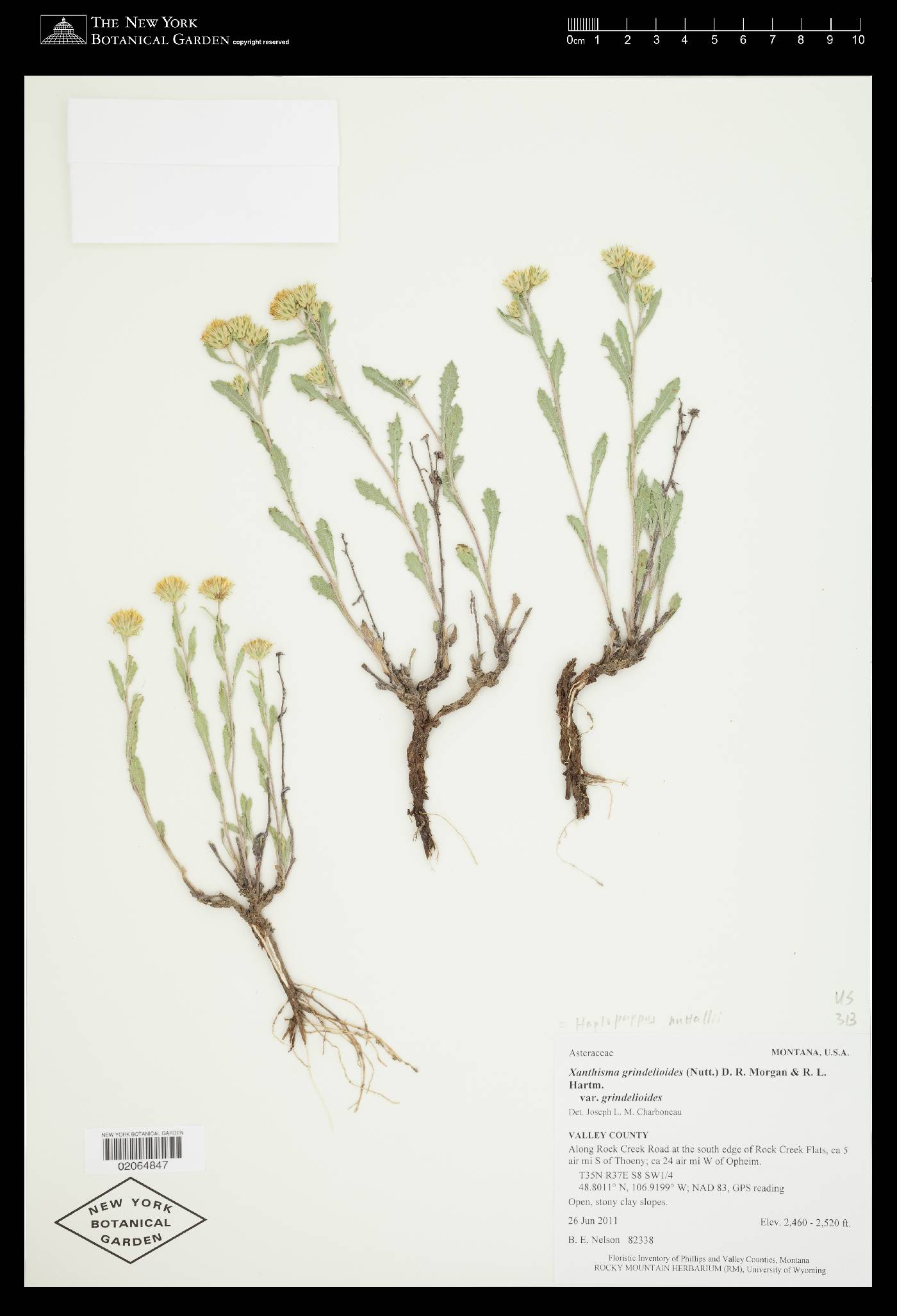 Xanthisma grindelioides var. depressum image