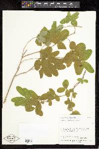 Lonicera utahensis image