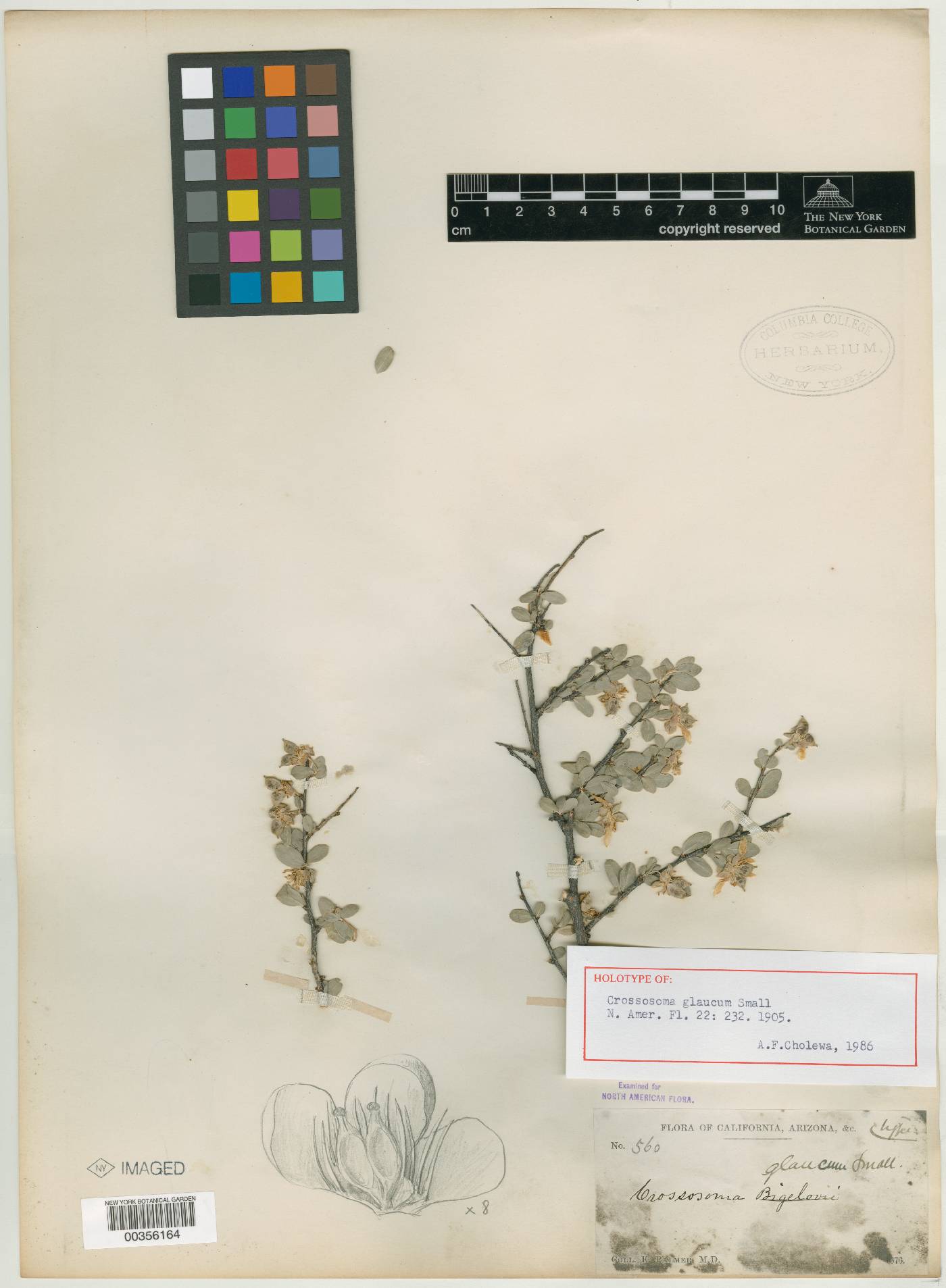 Crossosoma bigelovii var. glaucum image