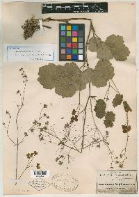 Thalictrum pringlei image