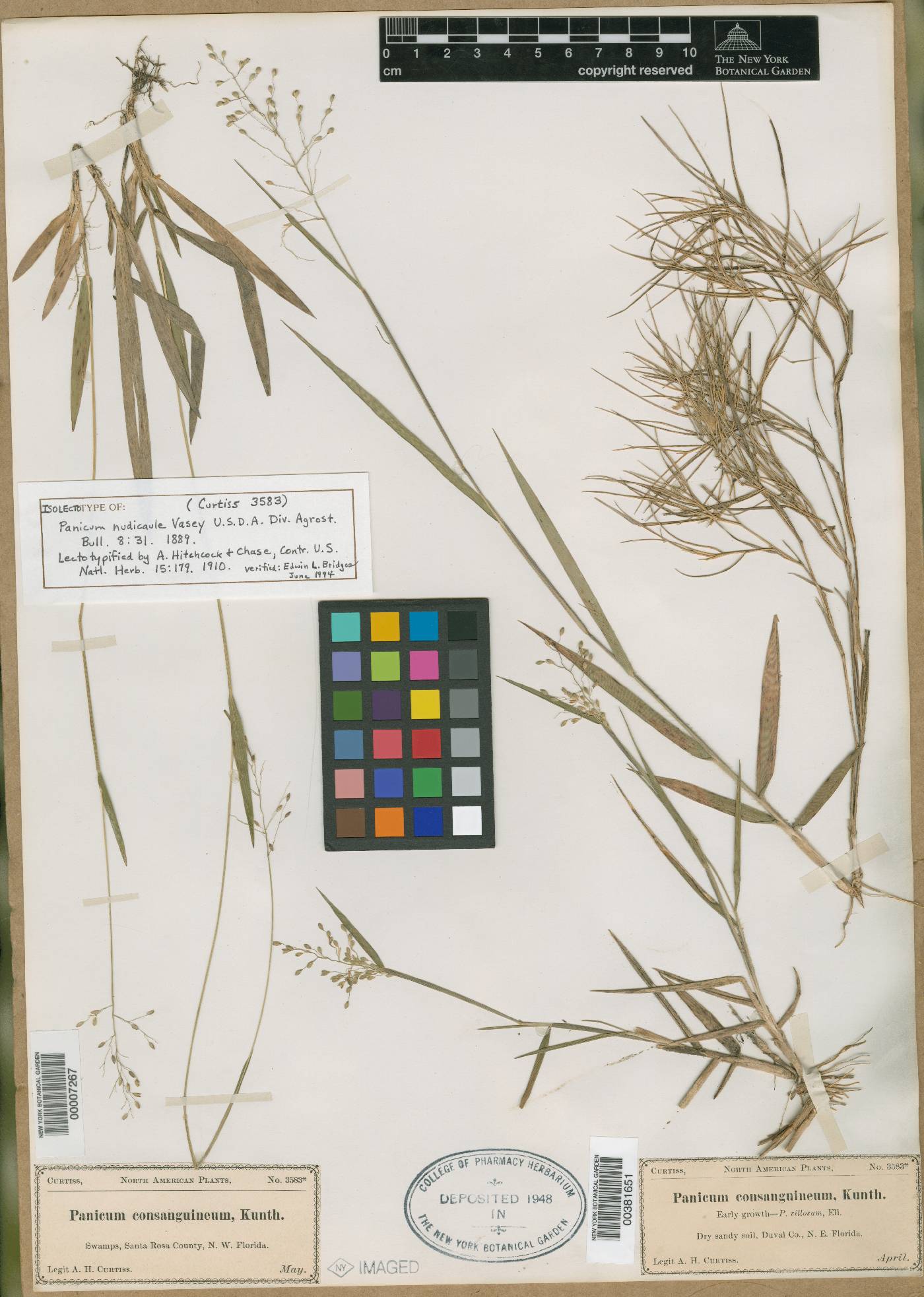 Panicum nudicaule image