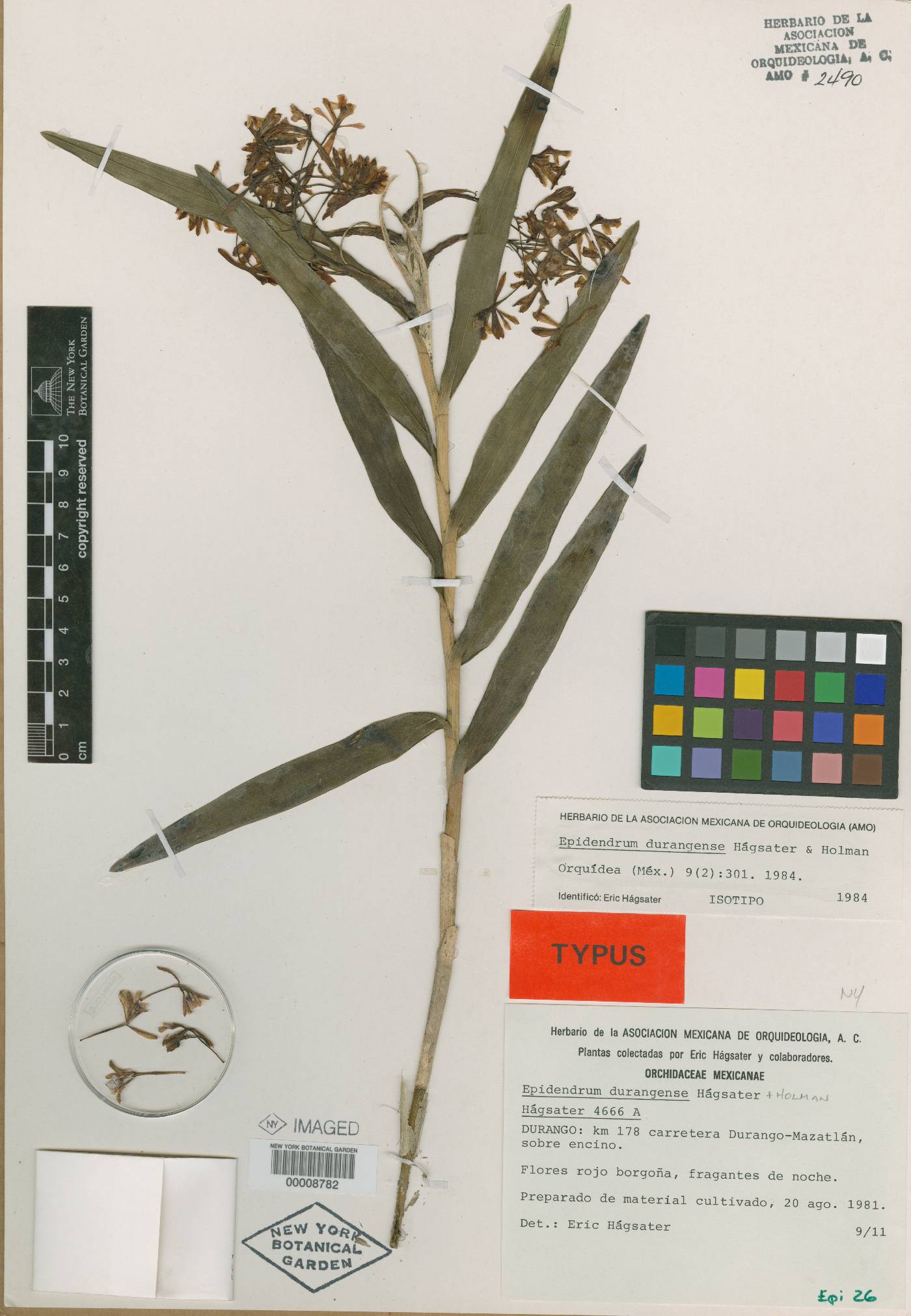 Epidendrum vandifolium image