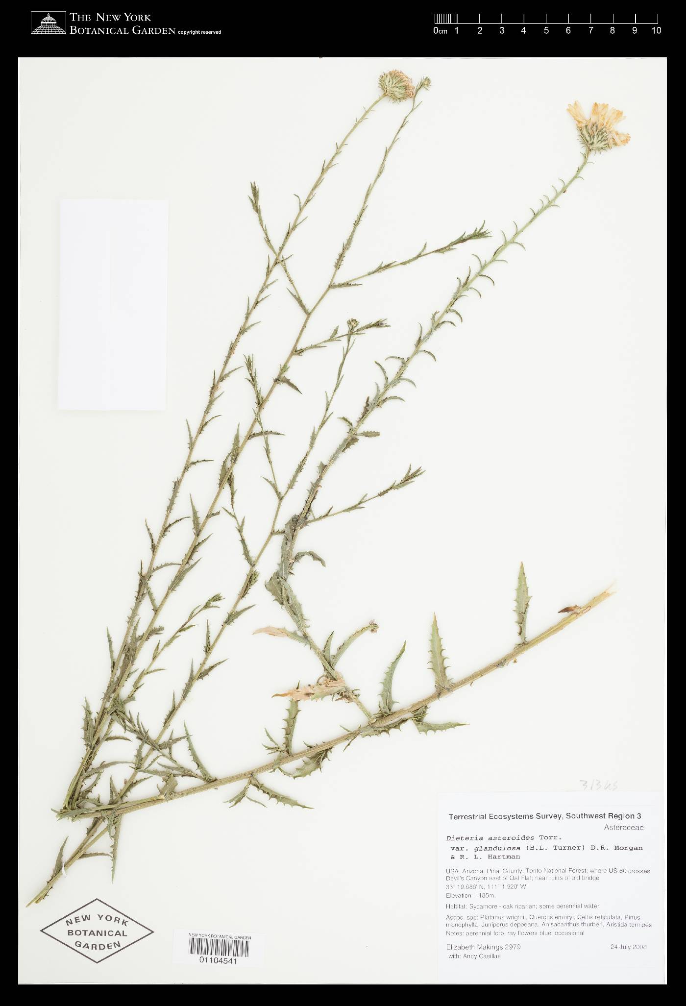 Dieteria asteroides var. glandulosa image